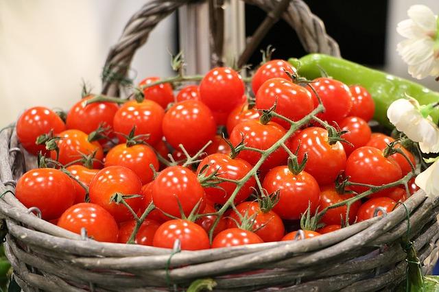 Souss-Massa: production of round tomatoes in the region estimated at 695,000 tonnes
