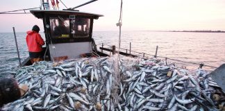 Port de Dakhla-les-débarquements-de-pêche-en-progression