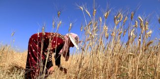 FAO-Baisse-des-prix-des-produits-alimentaires-en-décembre