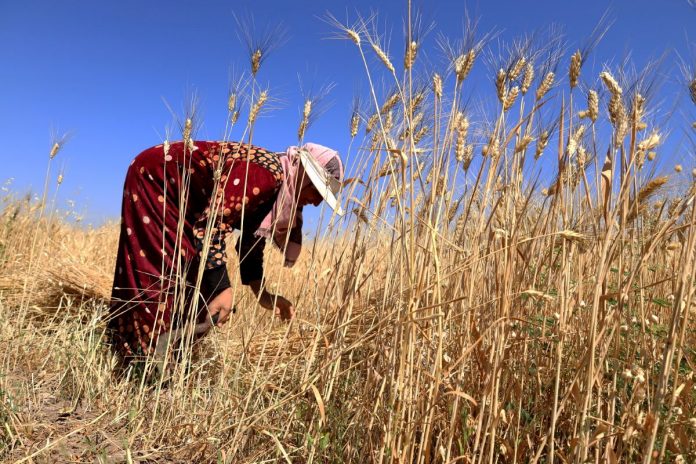 FAO-Baisse-des-prix-des-produits-alimentaires-en-décembre