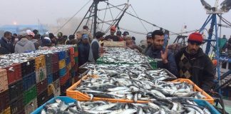 El-Jadida-Recul-de-10-%-des-débarquements-de-pêche