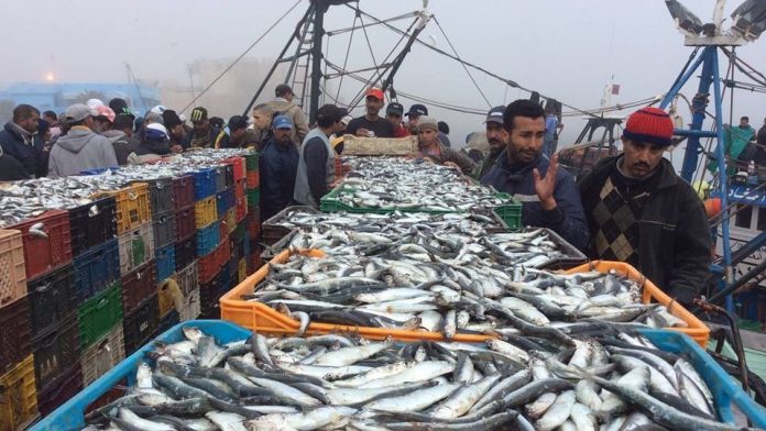 El-Jadida-Recul-de-10-%-des-débarquements-de-pêche