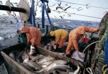 Port d'Essaouira : forte progression des activités de pêche