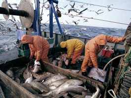 Port d'Essaouira : forte progression des activités de pêche