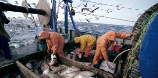 Port d'Essaouira : forte progression des activités de pêche