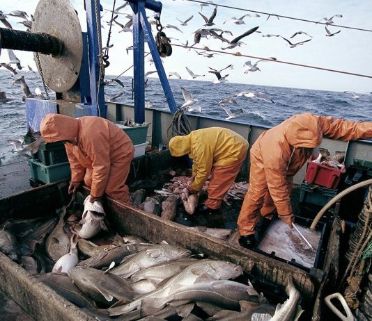 Port d'Essaouira : forte progression des activités de pêche