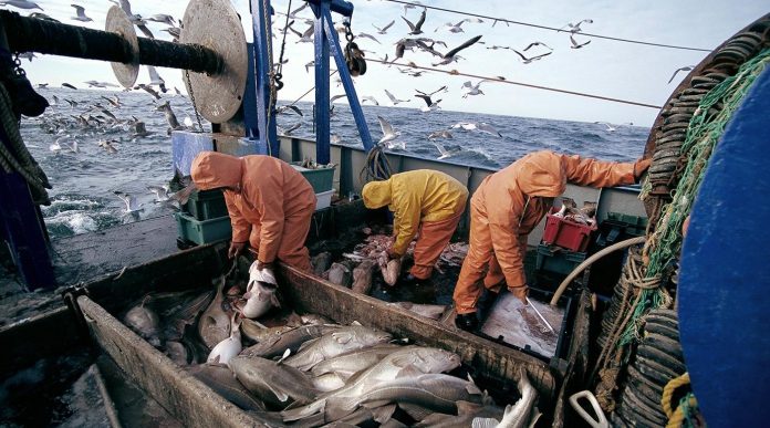 Port d'Essaouira : forte progression des activités de pêche