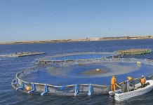 Aquaculture : L'ANDA prévoit 232 projets de fermes à l’horizon 2025