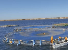 Aquaculture : L'ANDA prévoit 232 projets de fermes à l’horizon 2025