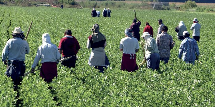 Agriculture-Valorisation-des-ressources-humaines-un-pilier-essentiel-pour-accompagner-le-secteur