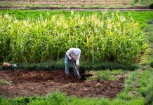 Le Maroc élu à Rome membre du comité directeur du Cadre mondial contre la Pénurie d’Eau dans l’Agriculture