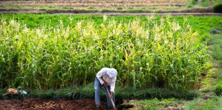 Le Maroc élu à Rome membre du comité directeur du Cadre mondial contre la Pénurie d’Eau dans l’Agriculture