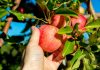 Midelt, la ville des pommes : Entre pomiculture et le Salon National de la Pomme