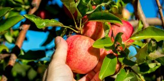 Midelt, la ville des pommes : Entre pomiculture et le Salon National de la Pomme