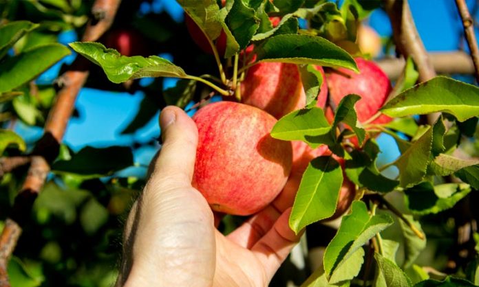 Midelt, la ville des pommes : Entre pomiculture et le Salon National de la Pomme