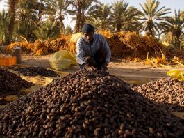 Oasis de Figuig : La production prévisionnelle des dattes estimée à 8.000 tonnes pour la campagne 2023-2024