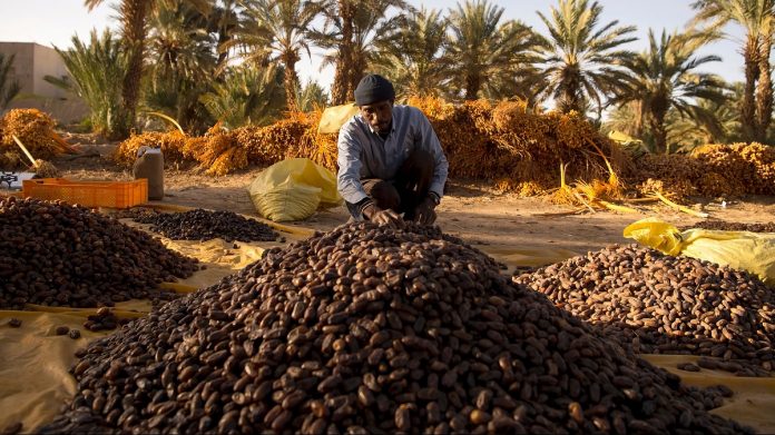 Oasis de Figuig : La production prévisionnelle des dattes estimée à 8.000 tonnes pour la campagne 2023-2024