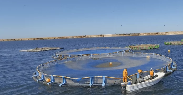 Maroc : 200 fermes aquacoles installées en 2024