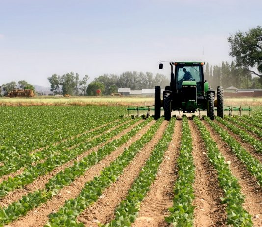 Campagne agricole 2024/2025 : Une saison sous le signe de l’espoir et des défis