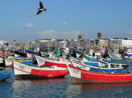 Port-de-Larache-Hausse-de-7-des-débarquements-de-pêche-à-fin-novembre-ONP