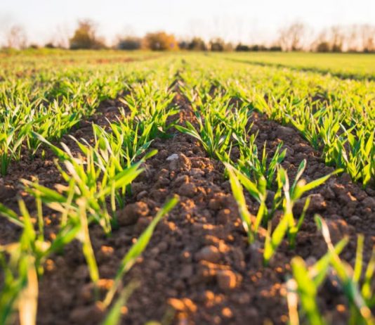 Résilience climatique de l’agriculture: la Banque mondiale approuve un financement de 250 millions de dollars en faveur du Maroc