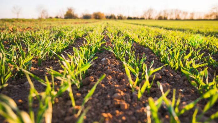 Résilience climatique de l’agriculture: la Banque mondiale approuve un financement de 250 millions de dollars en faveur du Maroc