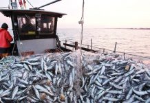 Port de Tan-Tan: Forte baisse des débarquements de pêche à fin novembre