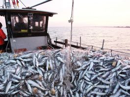 Port de Tan-Tan: Forte baisse des débarquements de pêche à fin novembre