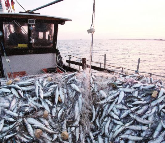 Port de Tan-Tan: Forte baisse des débarquements de pêche à fin novembre