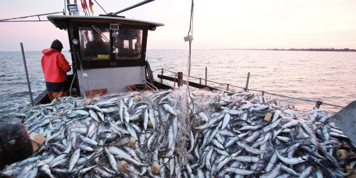 Port de Tan-Tan: Forte baisse des débarquements de pêche à fin novembre