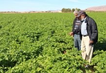 Guelmim-Oued Noun : Lancement de la campagne agricole