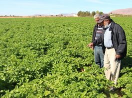 Guelmim-Oued Noun : Lancement de la campagne agricole