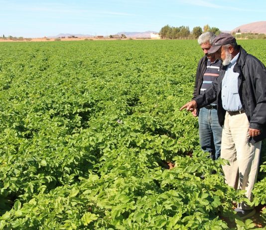 Guelmim-Oued Noun : Lancement de la campagne agricole