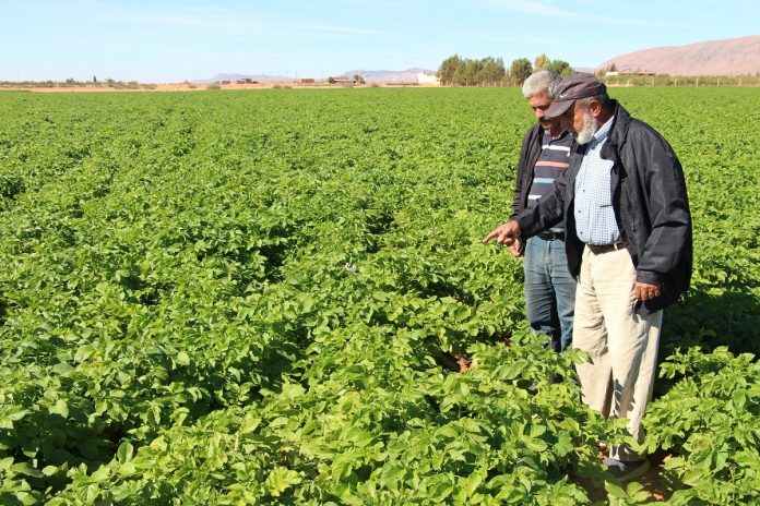 Guelmim-Oued Noun : Lancement de la campagne agricole