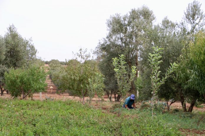 Les interprofessions moteur du développement agricole