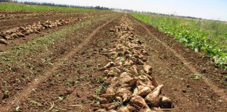 Agriculture : les pluies de mars redonnent espoir aux producteurs de betterave sucrière