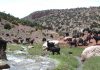 Élevage ovin et caprin : un levier de développement durable au cœur du SIAM