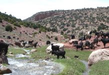 Élevage ovin et caprin : un levier de développement durable au cœur du SIAM