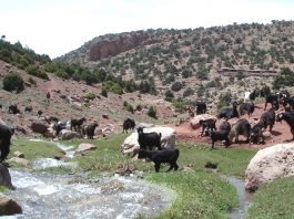 Élevage ovin et caprin : un levier de développement durable au cœur du SIAM
