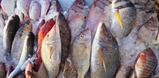 Pêche : Dakhla enregistre une baisse de 5%