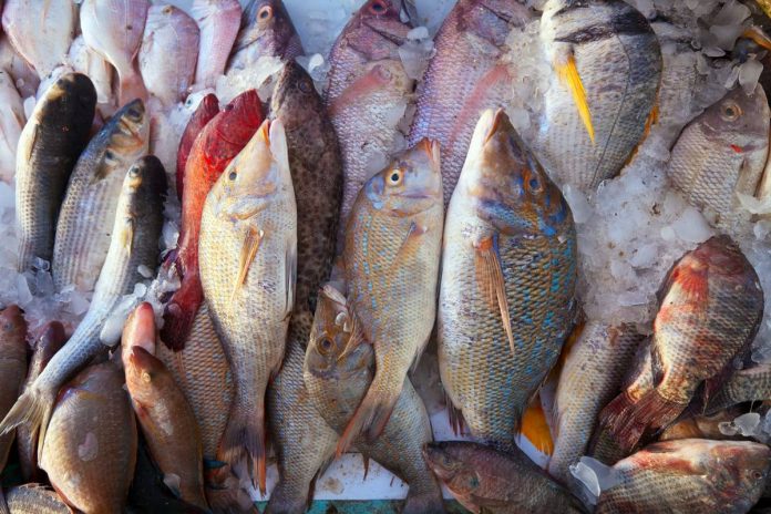 Pêche : Dakhla enregistre une baisse de 5%