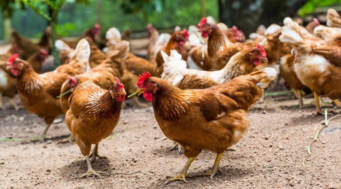 La filière avicole mondiale se réunit à Casablanca pour renforcer la coopération et l'innovation