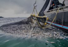 Pêche maritime : le Maroc accélère la digitalisation et modernise ses marchés de gros