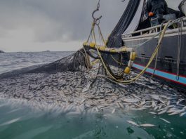 Pêche maritime : le Maroc accélère la digitalisation et modernise ses marchés de gros