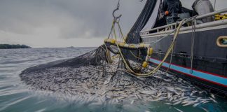 Pêche maritime : le Maroc accélère la digitalisation et modernise ses marchés de gros