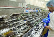 Crise de la conserve au Maroc : l’UNICOP tire la sonnette d’alarme