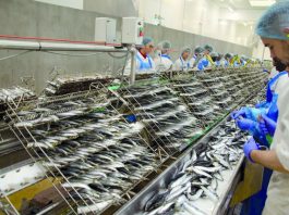 Crise de la conserve au Maroc : l’UNICOP tire la sonnette d’alarme