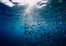 L’économie des océans, moteur mondial sous pression