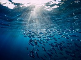 L’économie des océans, moteur mondial sous pression