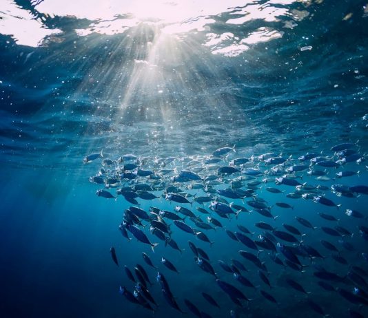 L’économie des océans, moteur mondial sous pression
